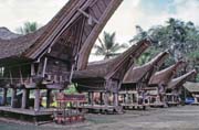Tradi�n� domy tongkonan, oblast Tana Toraja. Indon�sie.