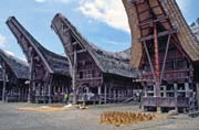 Tradi�n� domy tongkonan, oblast Tana Toraja. Sulawesi, Indon�sie.