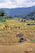 R��ovi�t�, oblast Tana Toraja. Sulawesi, Indon�sie.