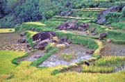 R��ovi�t�, oblast Tana Toraja. Sulawesi, Indon�sie.