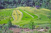 R��ovi�t� pod�l cesty z m�st��ka Mamasa do Rantepao. Oblast Tana Toraja. Sulawesi,  Indon�sie.