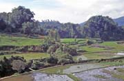 R��ovi�t� pod�l cesty z m�st��ka Mamasa do Rantepao. Oblast Tana Toraja. Sulawesi, Indon�sie.
