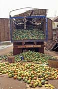 �roda manga byla velk�. M�sto Kayes. Mali.