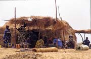 �ivot na b�eku �eky Niger. Mali.