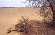 Sahara je nel�tostn�. Mali.