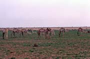 St�do velbloud�. Pou�� Sahara. Mali.