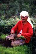 Pr�ce na r��ovi�ti u Bukittingi. Indon�sie.