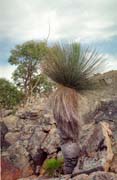 N�rodn� park Flinders Ranges. Austr�lie.