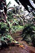Ostrov Siberut. Indon�sie.