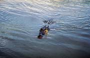 Krokod�l v �ece Yellow Water. N�rodn� park Kakadu. Austr�lie.