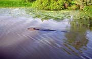 Krokod�l v �ece Yellow Water. N�rodn� park Kakadu. Austr�lie.