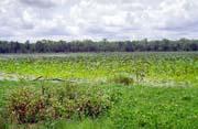 �eka Yellow Water. N�rodn� park Kakadu. Austr�lie.