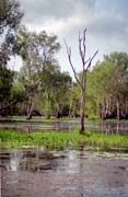�eka Yellow Water. N�rodn� park Kakadu. Austr�lie.