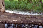Krokod�l saltwater na �ece Yellow Water. N�rodn� park Kakadu. Austr�lie.