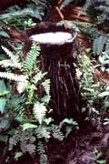Ostrov Siberut. Indon�sie.