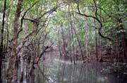 Mangrovn�kov� ba�iny. Oblast Cape Tribulation. Austr�lie.