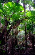 D�ungle v oblasti Cape Tribulation. Austr�lie.