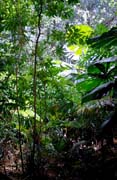 D�ungle v oblasti Cape Tribulation. Austr�lie.