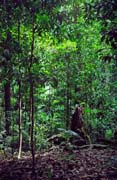 D�ungle v oblasti Cape Tribulation. Austr�lie.