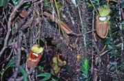 Maso�ravky v d�ungli pod Mt Kinabalu. Malajsie.