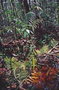 N�rodn� park Bako. Malajsie.