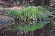 N�rodn� park Bako. Malajsie.