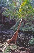 N�rodn� park Bako. Sarawak,  Malajsie.