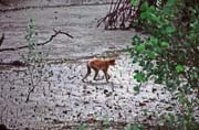 Nosat� opice proboscis. N�rodn� park Bako. Malajsie.