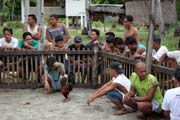 �ek�n� na kohout� z�pasy. Malapascua. Filip�ny.