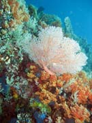 Pot�p�n� u ostrova Bangka, lokalita Sahaung. Sulawesi, Indon�sie.