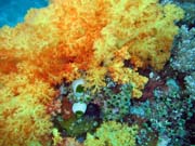 Pot�p�n� u ostrova Bangka, lokalita Sahaung. Sulawesi, Indon�sie.
