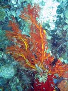 Pot�p�n� u ostrova Bangka, lokalita Sahaung. Sulawesi, Indon�sie.