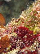 Pot�p�n� u ostrova Bunaken, lokalita Lekuan I. Sulawesi, Indon�sie.