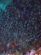 Pot�p�n� u ostrova Bunaken, lokalita Timur. Sulawesi, Indon�sie.