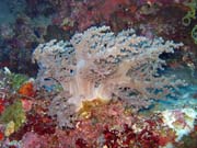 Pot�p�n� u ostrova Bunaken, lokalita Timur. Sulawesi, Indon�sie.