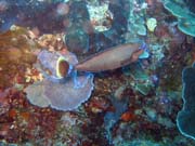 Pot�p�n� u ostrova Bunaken, lokalita Timur. Sulawesi, Indon�sie.