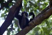 Giboni v n�rodn�m parku Tanjung Puting. Kalimantan, Indon�sie.