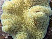 Pot�p�n� u ostrova Bunaken, lokalita Timur. Sulawesi, Indon�sie.