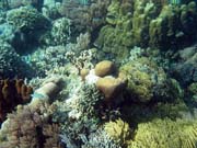 Pot�p�n� u ostrova Bunaken, lokalita Timur. Sulawesi, Indon�sie.