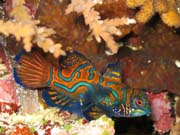 Mandarinfish (Synchiropus splendidus).Pot�p�n� u ostrova Bunaken, lokalita Muka Kampung. Sulawesi, Indon�sie.