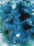 Giant Clam, Pot�p�n� u ostrova Bunaken, lokalita Fukui. Sulawesi, Indon�sie.