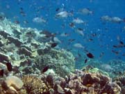 Pot�p�n� u ostrova Bunaken, lokalita Fukui. Sulawesi, Indon�sie.