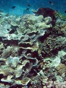 Pot�p�n� u ostrova Bunaken, lokalita Fukui. Sulawesi, Indon�sie.