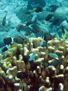 Pot�p�n� u ostrova Bunaken, lokalita Fukui. Sulawesi, Indon�sie.