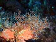Pot�p�n� u ostrova Bunaken, lokalita Siladan I. Sulawesi, Indon�sie.