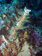 Pot�p�n� u ostrova Bunaken, lokalita Siladan I. Sulawesi, Indon�sie.