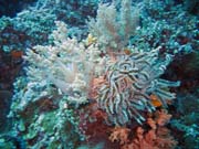 Pot�p�n� u ostrova Bunaken, lokalita Siladan I. Sulawesi, Indon�sie.