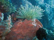 Pot�p�n� u ostrova Bunaken, lokalita Siladan I. Sulawesi, Indon�sie.