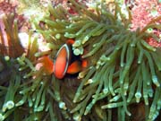 Klaun (Clown Anemonefish) ve sv�m hostiteli v rostlin� anemone. Pot�p�n� u ostrova Bunaken, lokalita Siladan I. Sulawesi, Indon�sie.
