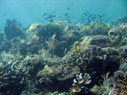 Pot�p�n� u ostrova Bunaken, lokalita Siladan I. Sulawesi, Indon�sie.